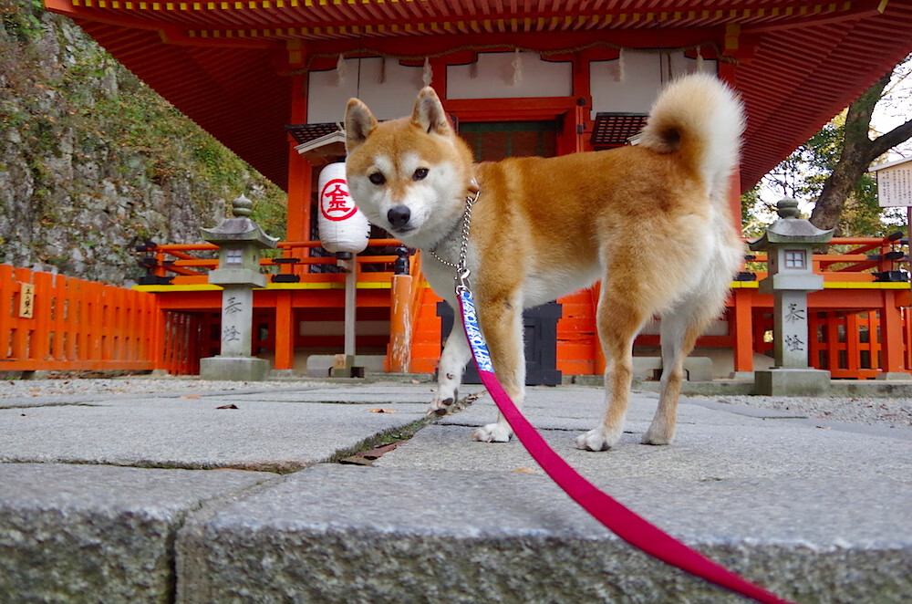 2026赛季新车大盘点，新赛季出什么车