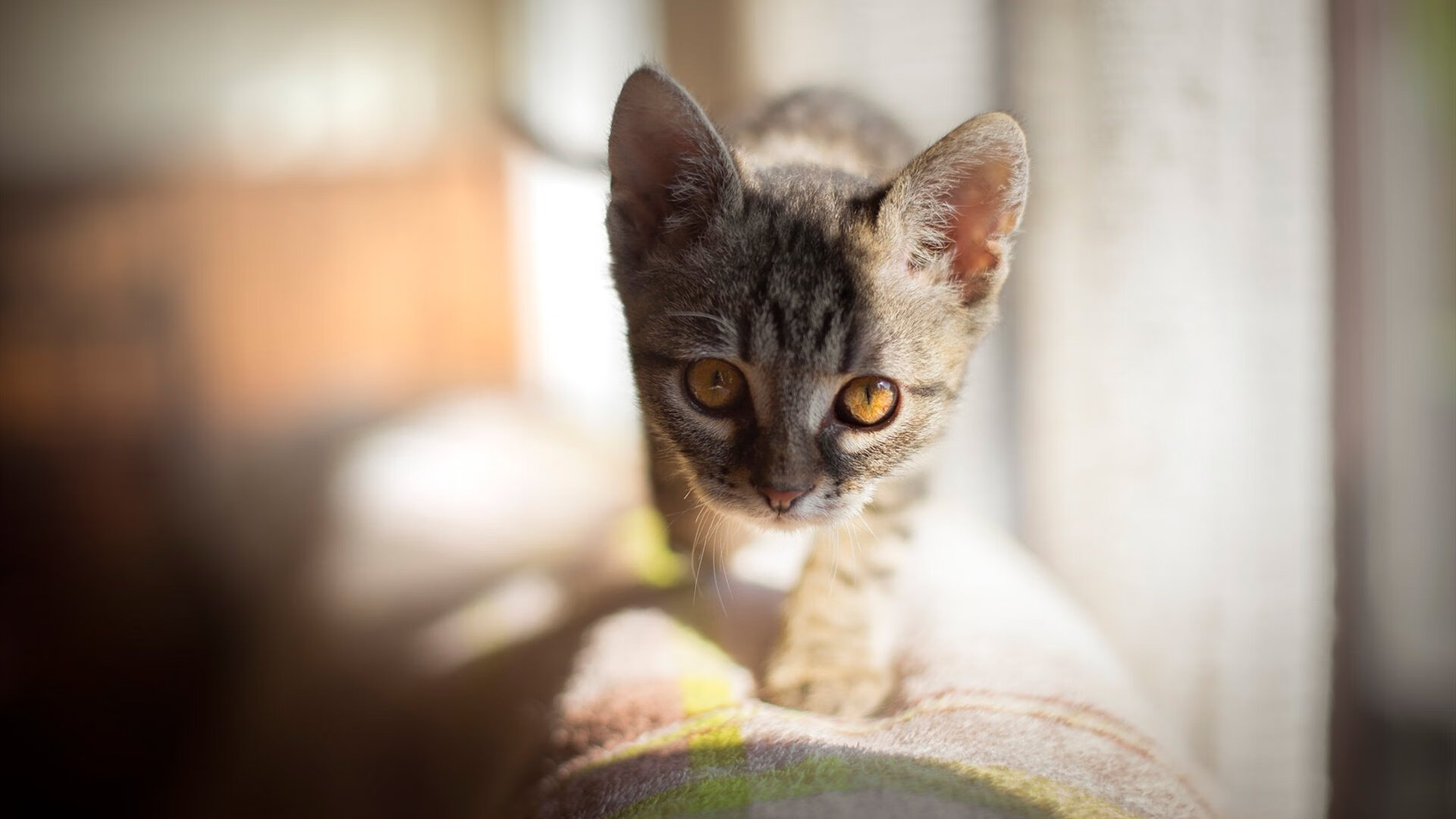 【青训故事】年轻运动员用什么训练成为未来的赛场明星？，训练型运动员